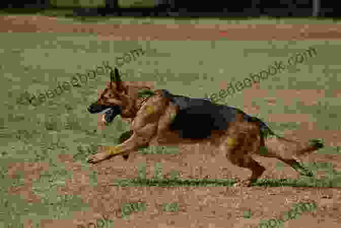 A German Shepherd Dog Running In A Field The German Shepherd Dog: A Historical View Of The Breed S Development Prime And Deterioration (K9 Professional Working Breeds Series)