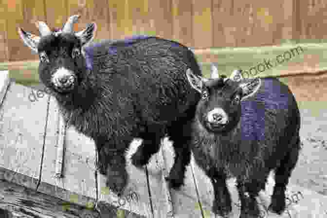 A Group Of Pygmy Goats Showcasing Their Diverse Color Variations And Compact Size PYGMY GOAT: The Interesting Facts And Information About Raising Pygmy Goat