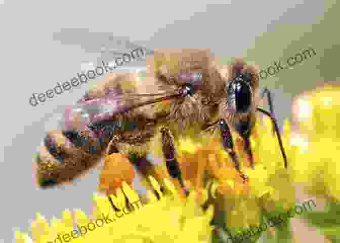 A Honeybee Collecting Pollen From A Flower Good Bug Vs Bad Bug
