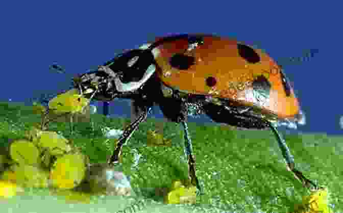 A Ladybug Eating An Aphid Good Bug Vs Bad Bug