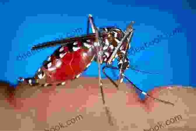 A Mosquito Feeding On Human Blood Good Bug Vs Bad Bug