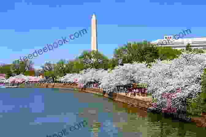 A Picturesque View Of The Tidal Basin In Washington D.C. During The Annual Cherry Blossom Festival New York Washington DC (The World Through My Lens)