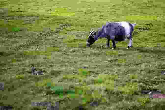 A Pygmy Goat Grazing On Grass, Demonstrating Its Herbivorous Nature PYGMY GOAT: The Interesting Facts And Information About Raising Pygmy Goat