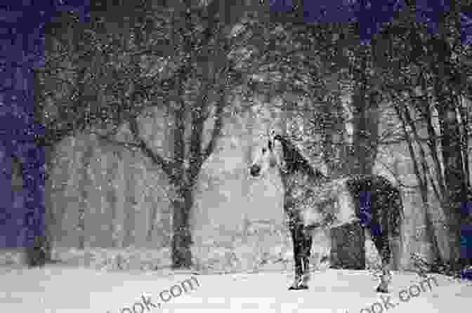 A Snowy Forest With A Horse And A Man In The Foreground Time Is Running : Poems And Short Stories