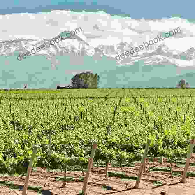A View Of Vineyards In The Mendoza Wine Region, With The Andes Mountains In The Background Argentina Travel Guide With 100 Landscape Photos