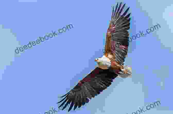African Fish Eagle In Flight African Raptors (Helm Identification Guides)