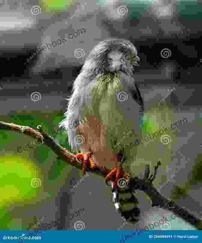African Pygmy Falcon Perched On A Branch African Raptors (Helm Identification Guides)