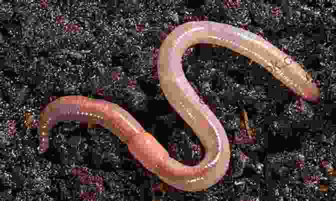 An Earthworm In The Soil Good Bug Vs Bad Bug