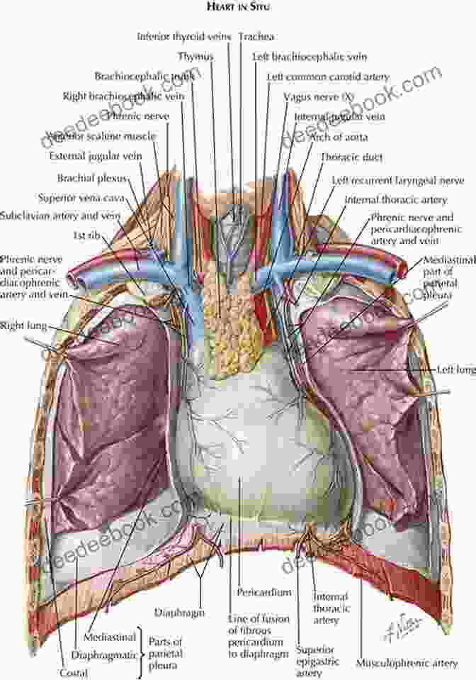 Anatomy Of The Human Thorax Colour Atlas Of Human Anatomy Thorax