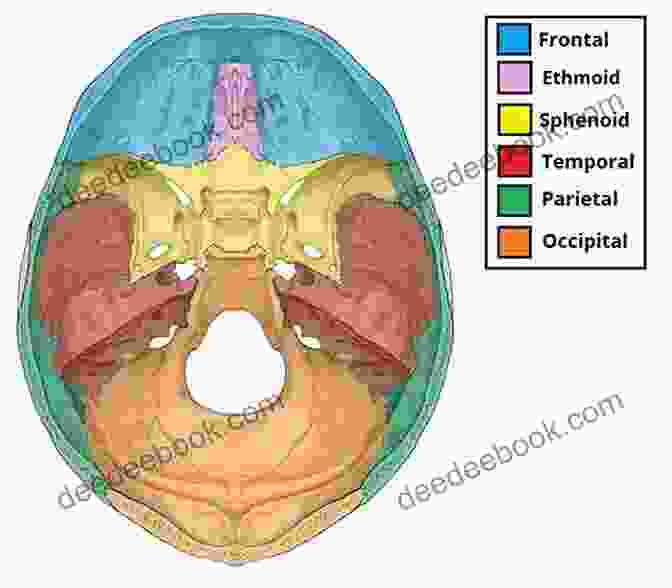 Anatomy Of The Skull Base Skull Base Neuroimaging An Issue Of Neuroimaging Clinics Of North America E (The Clinics: Internal Medicine)