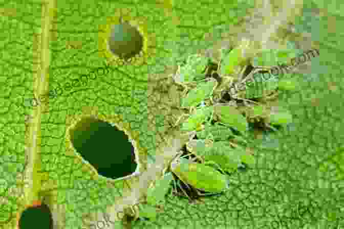 Aphids On A Leaf Good Bug Vs Bad Bug