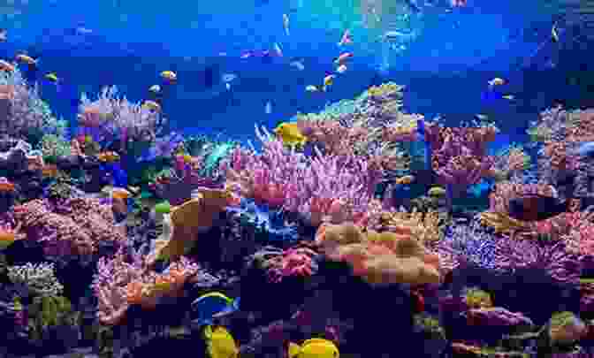 Close Up Of A Colorful Coral Reef With Diverse Marine Life PORTO DE GALINHAS PERNAMBUCO BRASIL A Quick Guide