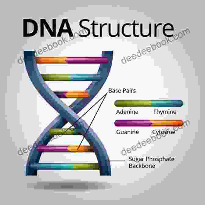 Diagram Of The Structure Of DNA Principle Of Inheritance And Variations: For NEET UG Aspiarant (Notes For NEET UG ASPIARANT)