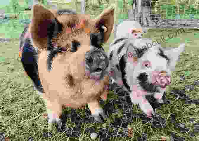 Kunekune Pigs Enjoying Treats KUNEKUNE PIGS FOR BEGINNERS : A STEP BY STEP PRACTICAL GUIDE ON TRAINING KUNEKUNE PIGS