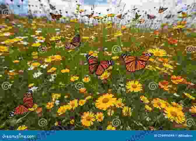 Monarch Butterflies Fluttering In A Field Of Wildflowers Ranger Rick: I Wish I Was A Monarch Butterfly (I Can Read Level 1)