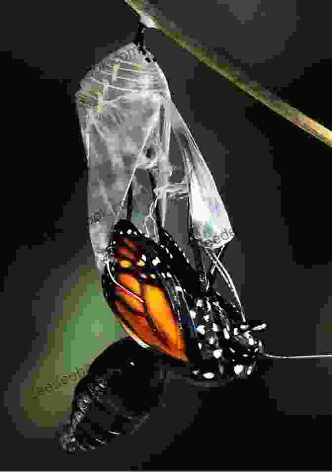 Monarch Butterfly Emerging From A Chrysalis Ranger Rick: I Wish I Was A Monarch Butterfly (I Can Read Level 1)
