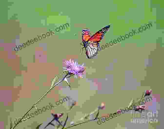 Monarch Butterfly Gently Landing On A Flower, Wings Extended Ranger Rick: I Wish I Was A Monarch Butterfly (I Can Read Level 1)