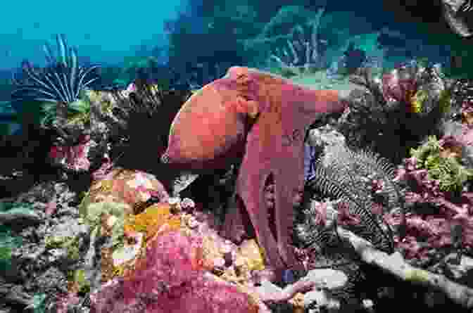 Octopus Camouflaging Itself Against A Coral Reef OCTOPUS BET: THE BIG SECRETS