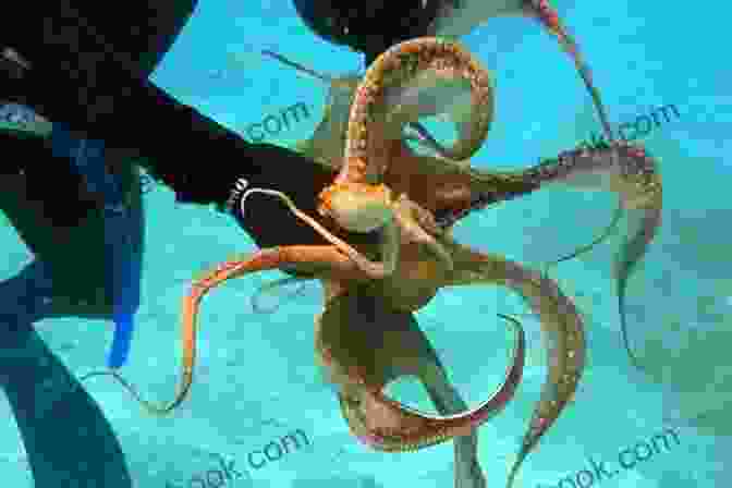 Octopus Hunting Prey With Its Venomous Bite OCTOPUS BET: THE BIG SECRETS