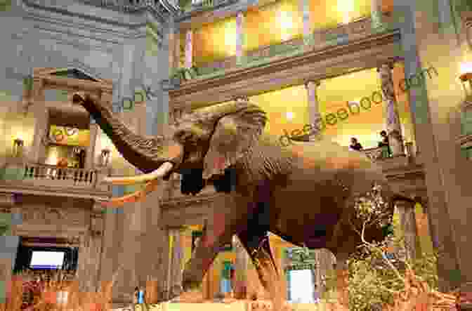 The Smithsonian National Museum Of Natural History, A Repository Of Scientific Wonders And Architectural Beauty Look Up Washington DC 7 Walking Tours In Our Nation S Capital (Look Up America Series)