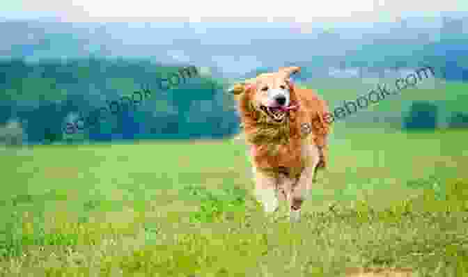 Tyson, The Golden Retriever, Running Happily Through A Field Love And Fury: The Magic And Mayhem Of Life With Tyson
