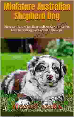 Miniature Australian Shepherd Dog : Miniature Australian Shepherd Dog Care Behavior Diet Interacting Costs And Health Care